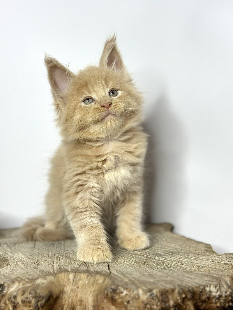 Jovani Maine Coon male cream - live animals