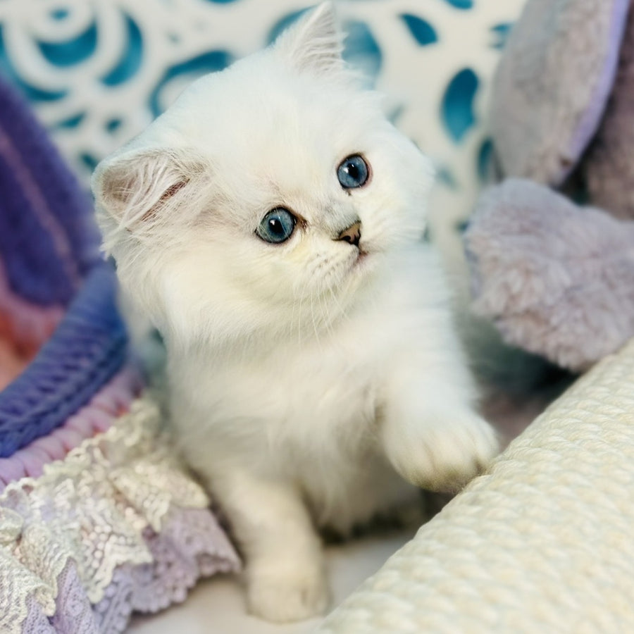 Arctic Scottish Straight male, black silver chinchilla pointed