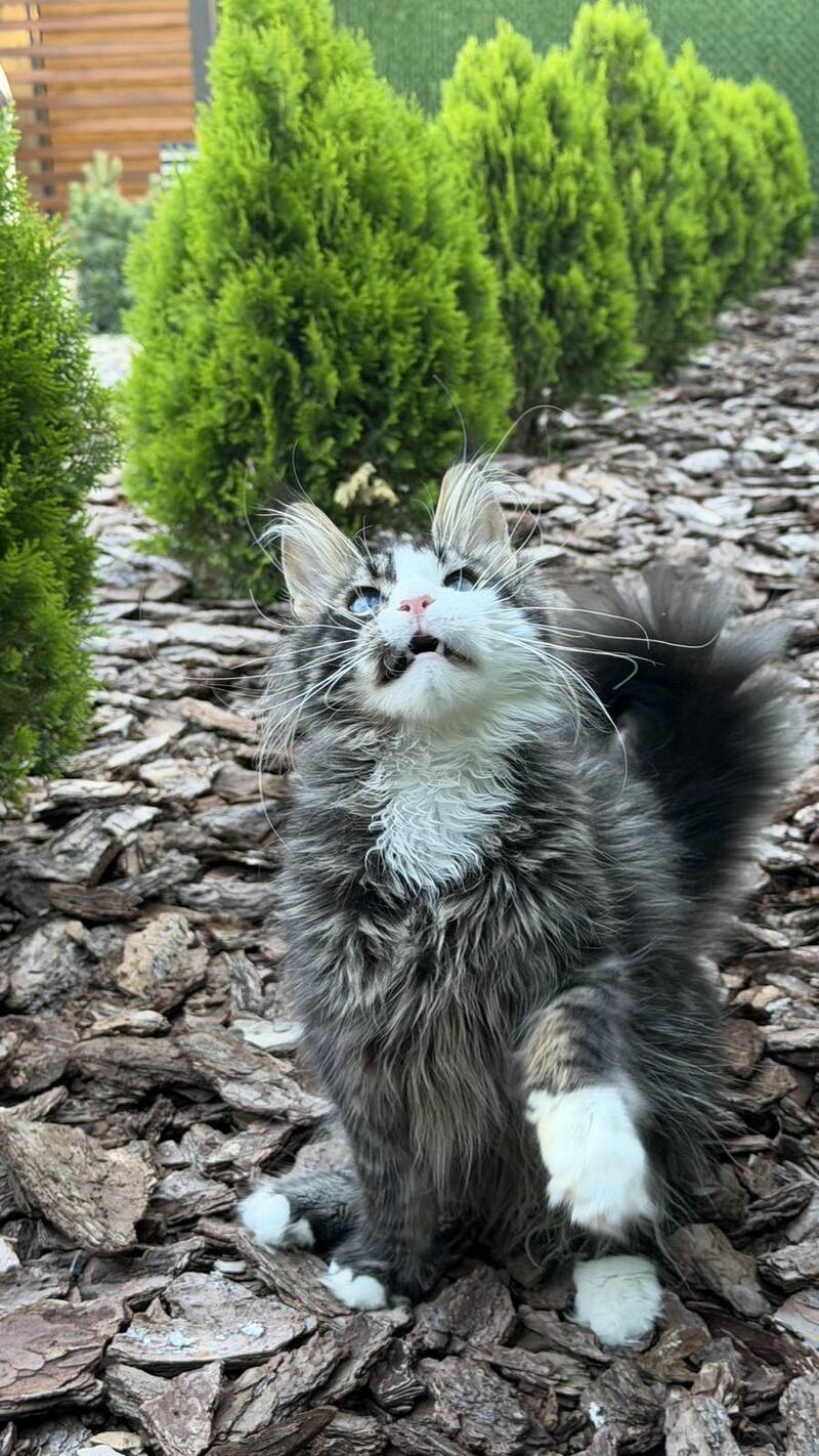Dior Maine Coon male, black tabby with white