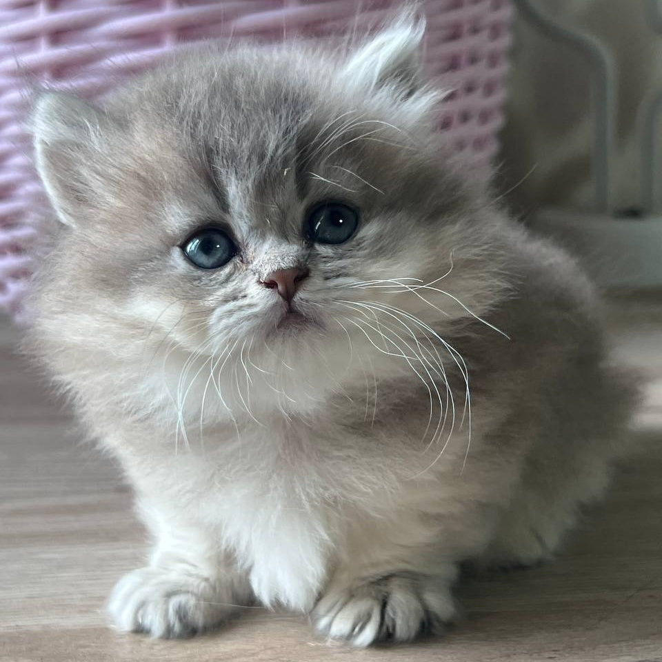Patrisia Munchkin female, blue golden shaded