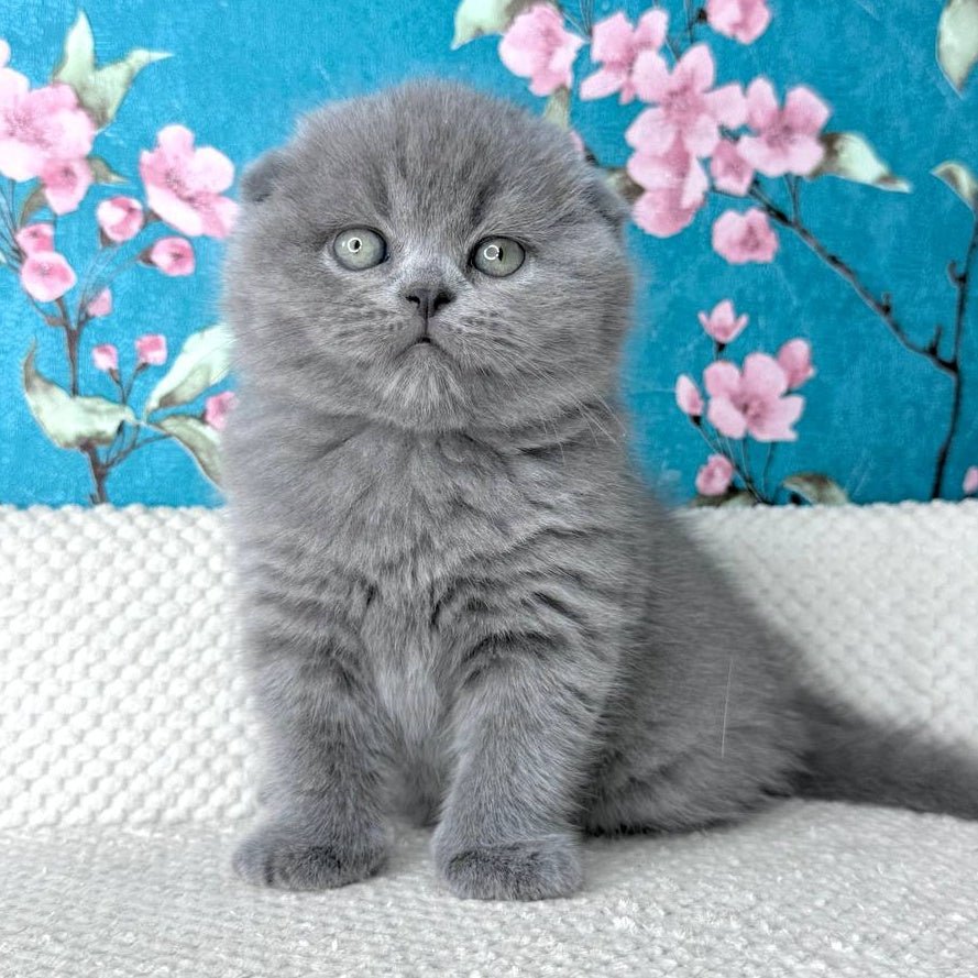 Kevin Scottish Fold male, blue