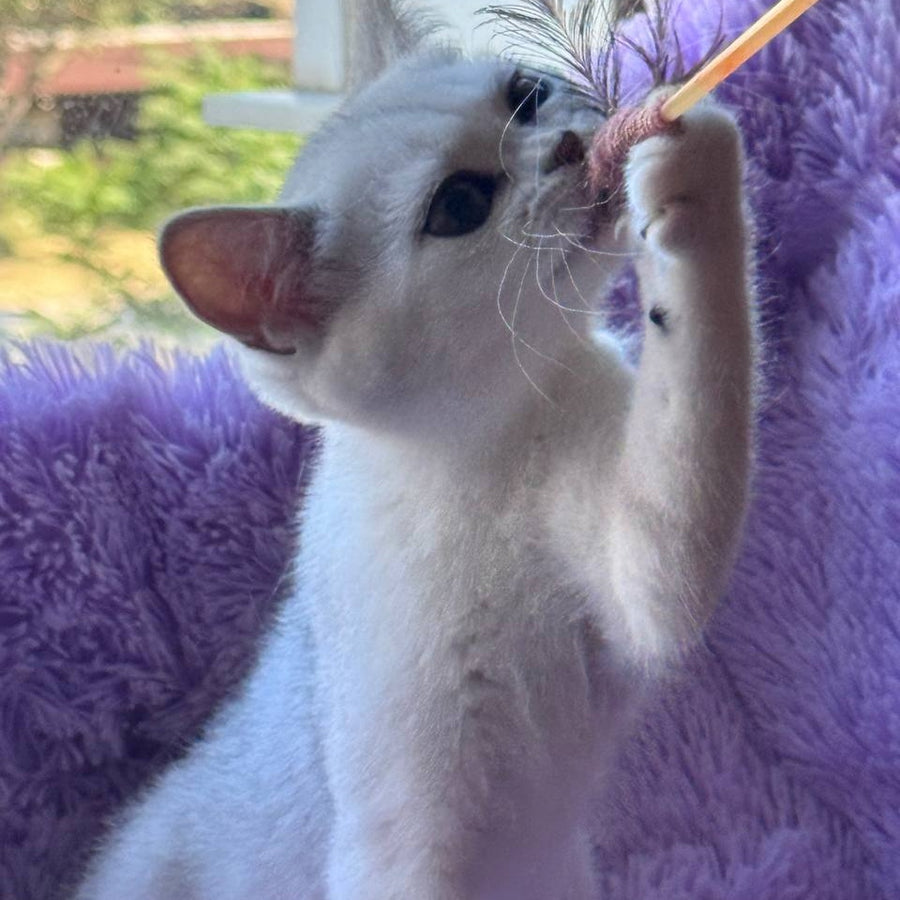 Sandra British Shorthair female, black silver shaded