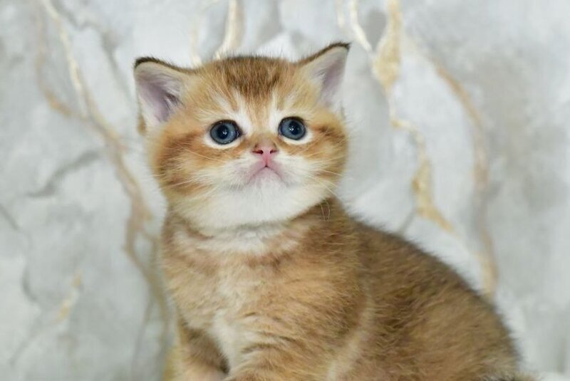 Irakli Scottish Straight male black golden ticked tabby live animals
