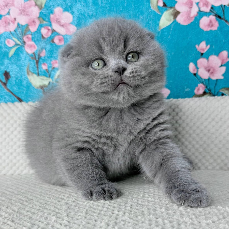 Kevin Scottish Fold male, blue