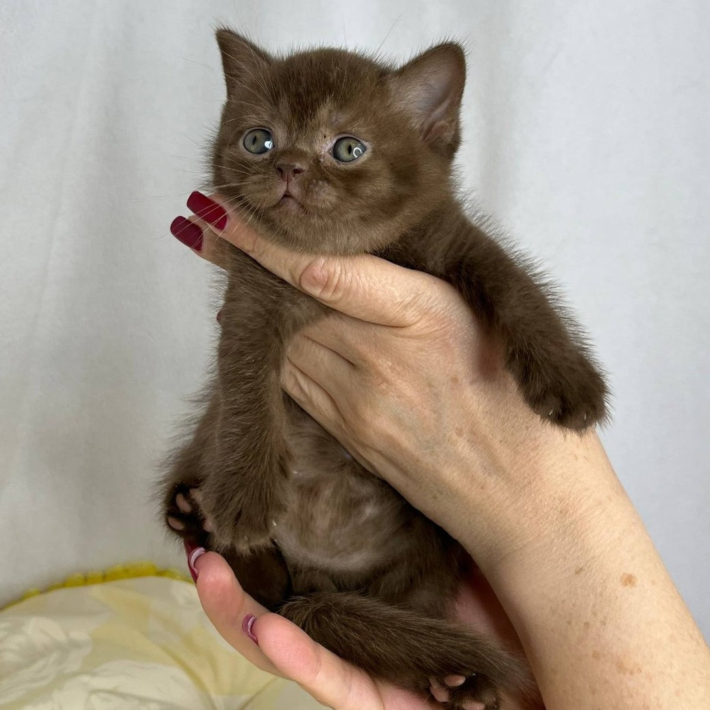 Benny British Shorthair male, chocolate