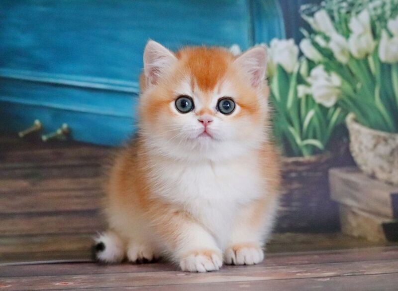 Vasilisa British Shorthair female black golden shaded - live animals