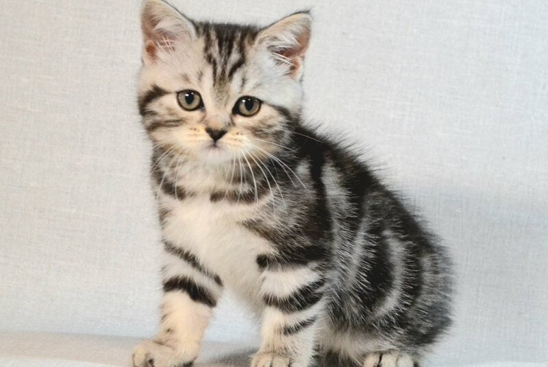 Silwa Scottish Straight female black silver tabby - live animals