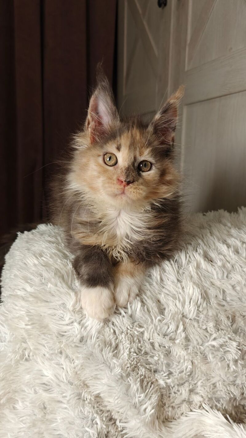 Quintara Maine Coon female blue tortie tabby bicolour live animals