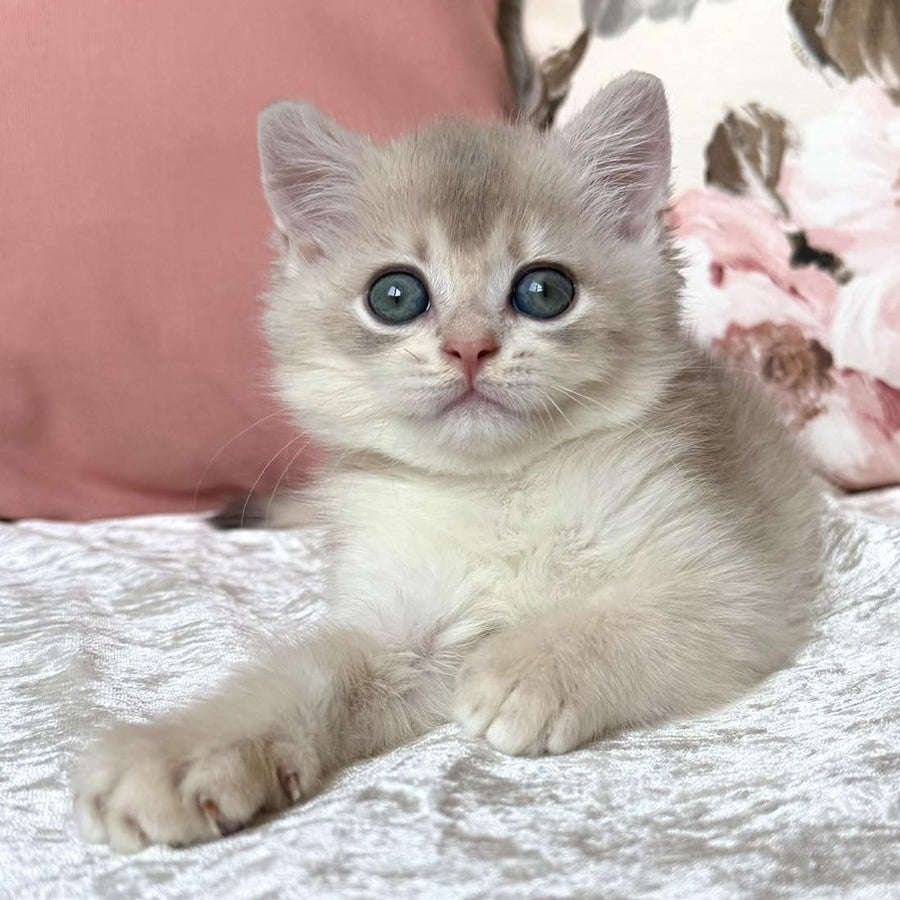 Marsik British Shorthair male, blue golden chinchilla