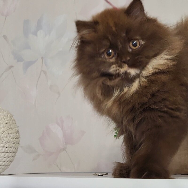Alisiya British Longhair female chocolate tortie - live animals