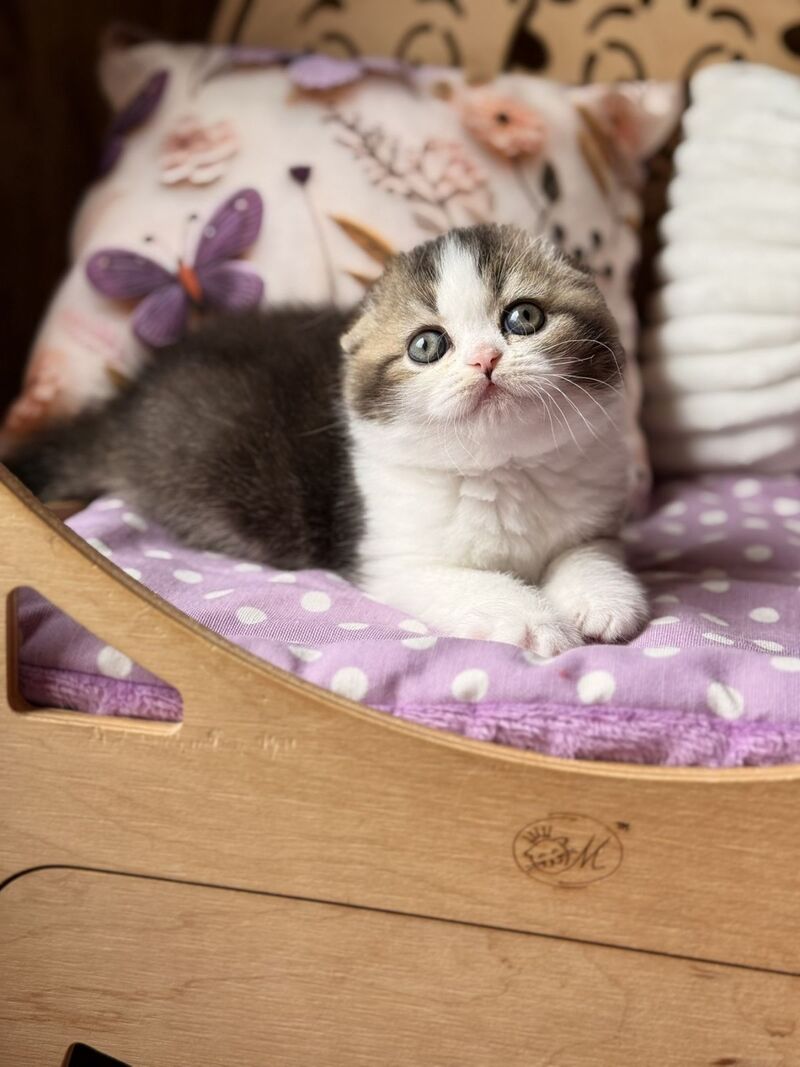 Fillip Scottish Fold male, black ticked tabby bicolour