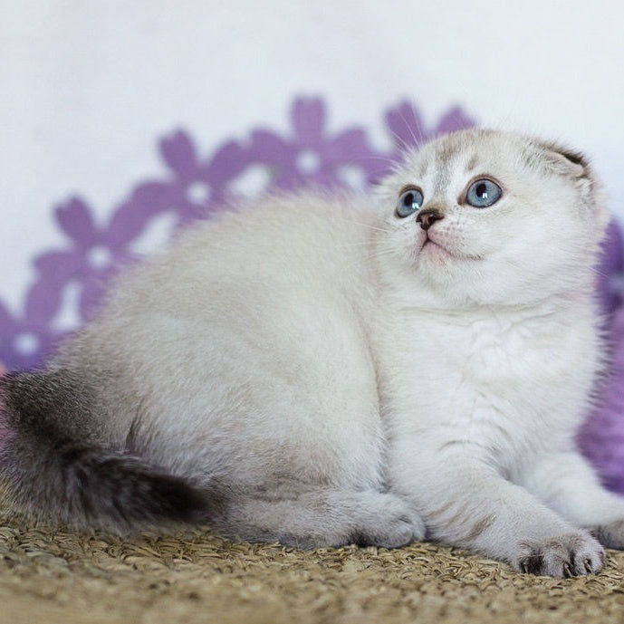 Unabi Scottish Fold female, black ticked tabby pointed