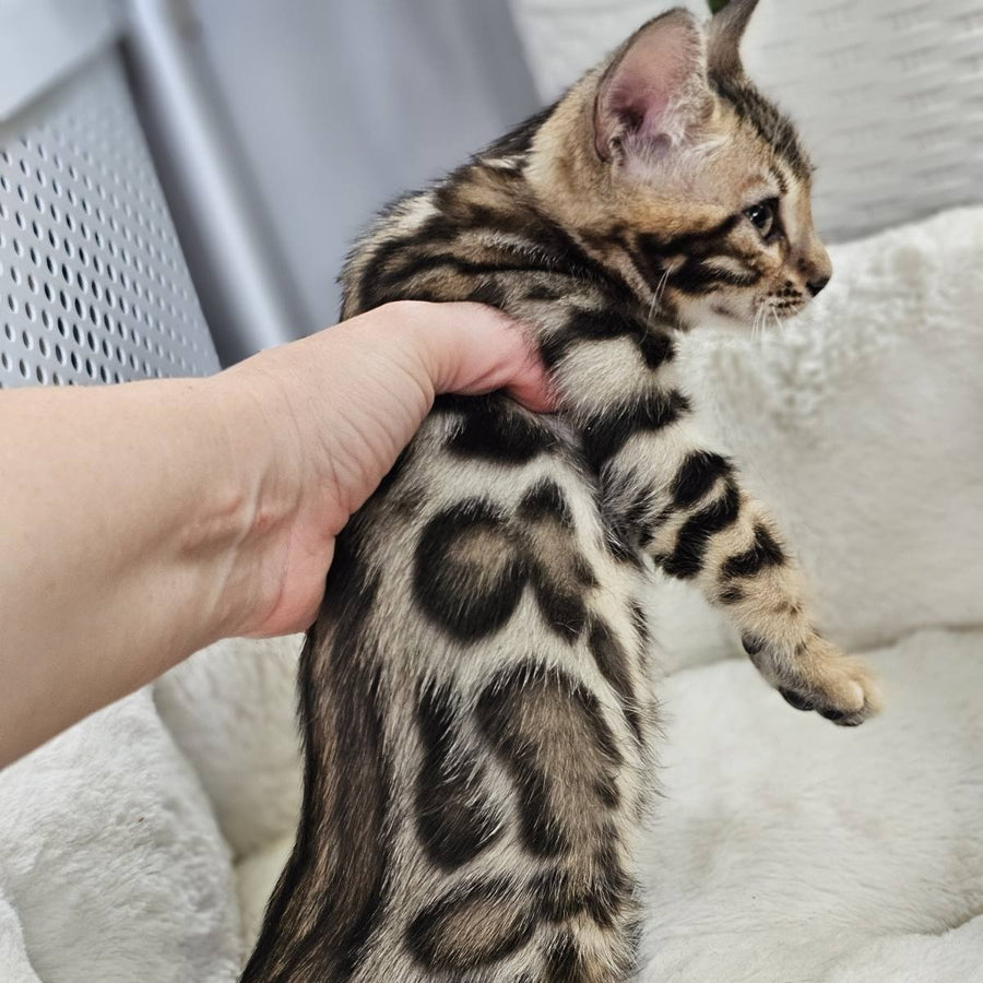 Tahiti Bengal male, black spotted tabby