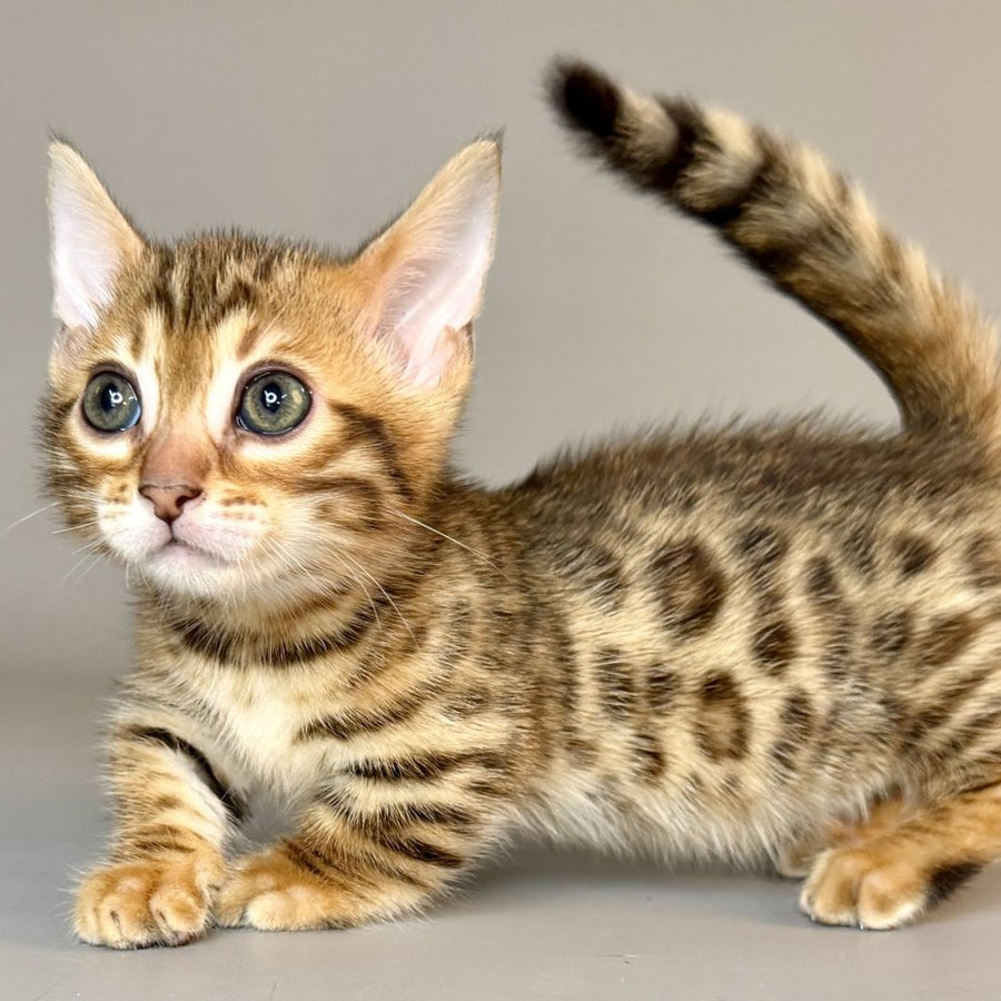 Patch Munchkin male, black golden spotted tabby