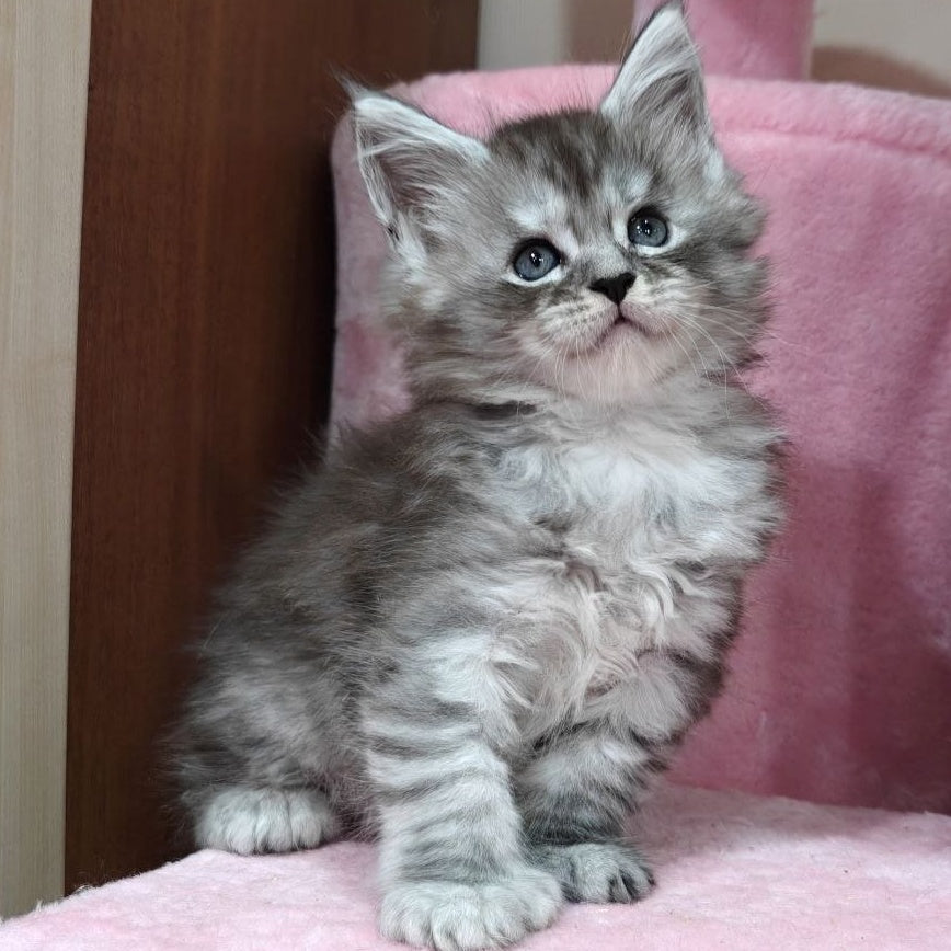 Favourite Maine Coon polydactyl 6x6x6x6 male, black silver ticked tabby