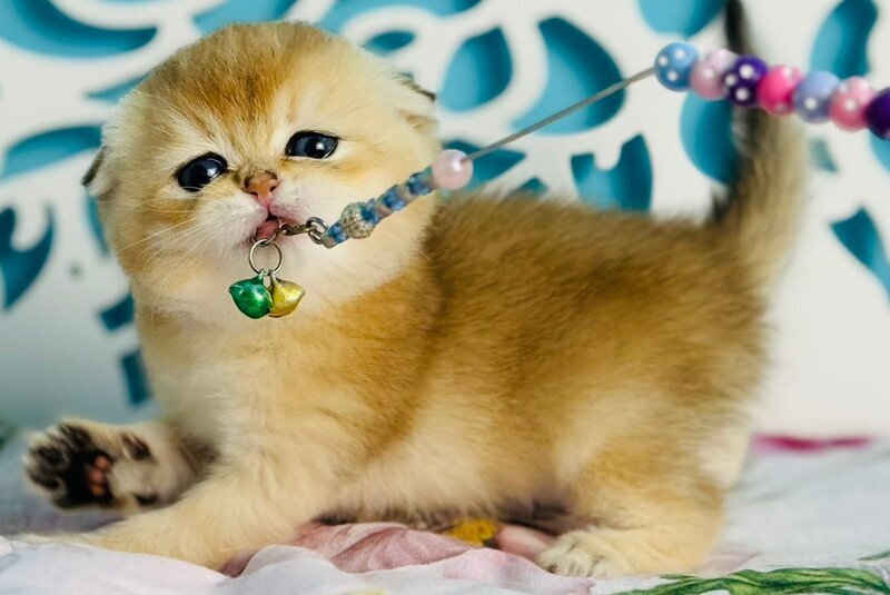 Yummy Scottish Fold male, black golden shaded