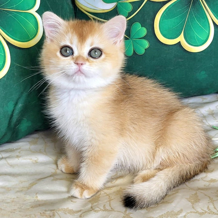 Yuna British Shorthair female, black golden chinchilla