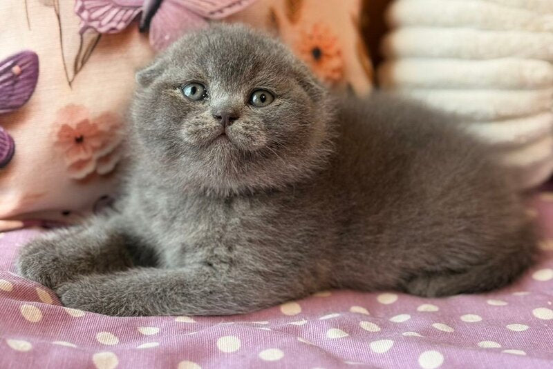 Potapuf Scottish Fold male, blue