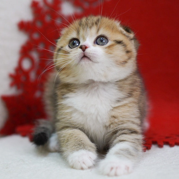 Dior Scottish Fold male, black spotted tabby bicolour