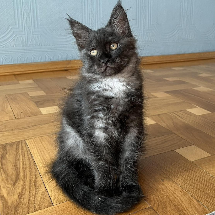 Rumi Maine Coon female, black silver