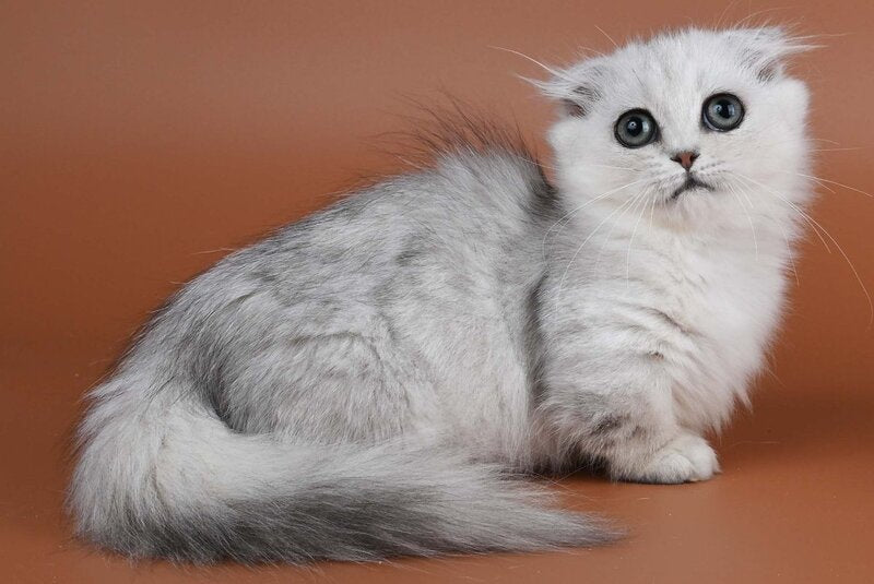 Xena Munchkin female, black silver shaded