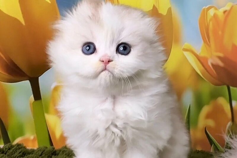 Irwin Scottish Fold male, chocolate silver chinchilla