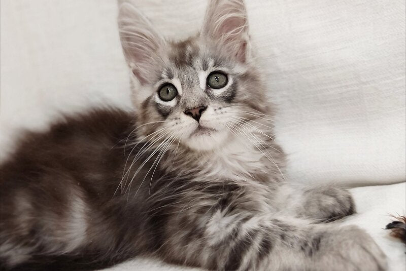 Dzheyk Maine Coon male, black silver tabby