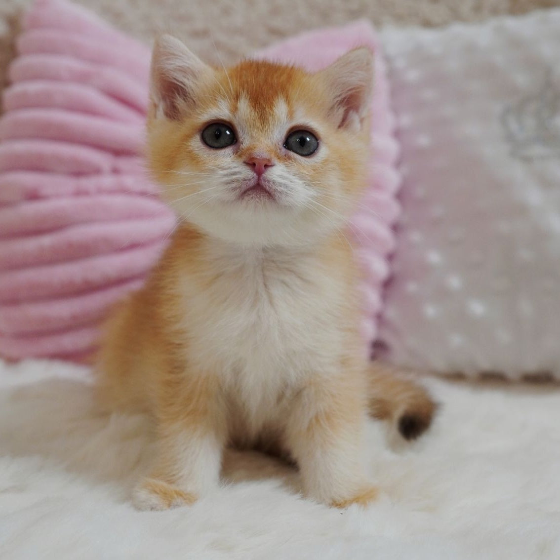 Xanthe British Shorthair female, chocolate golden chinchilla