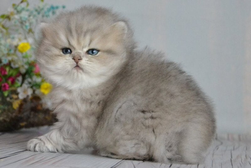 Onyx British Longhair male blue golden ticked tabby - live animals