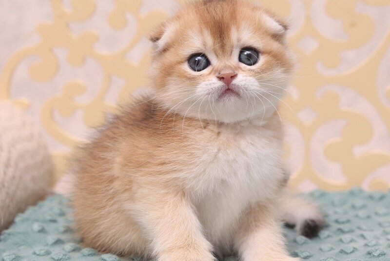 Greta Scottish Fold female black golden shaded - live animals