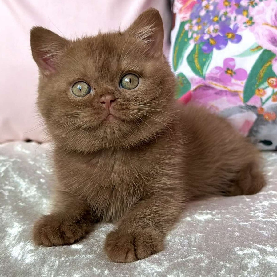 Melvin British Shorthair male, cinnamon