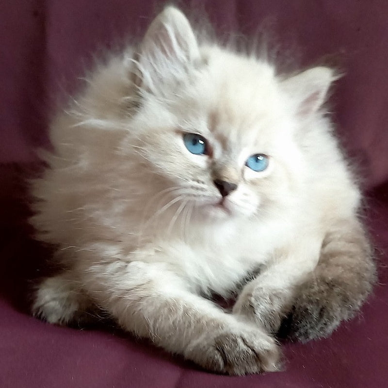 Milan Siberian male, blue tabby pointed