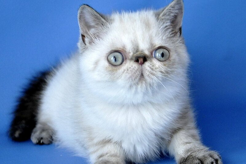 Peni Persian female, blue lynx pointed