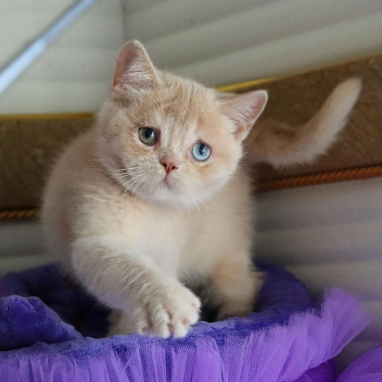 Vincento British Shorthair male, cream golden shaded