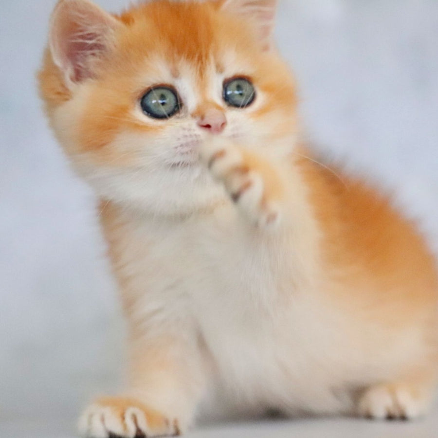 Zemfira British Shorthair female, black golden chinchilla