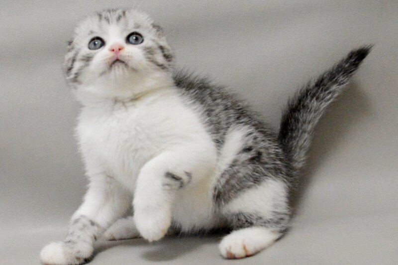 Vatson Scottish Fold male black silver spotted tabby bicolour - live animals