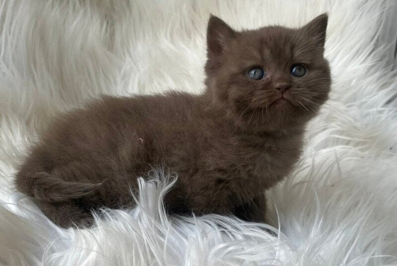 Zlata British Shorthair female chocolate - live animals