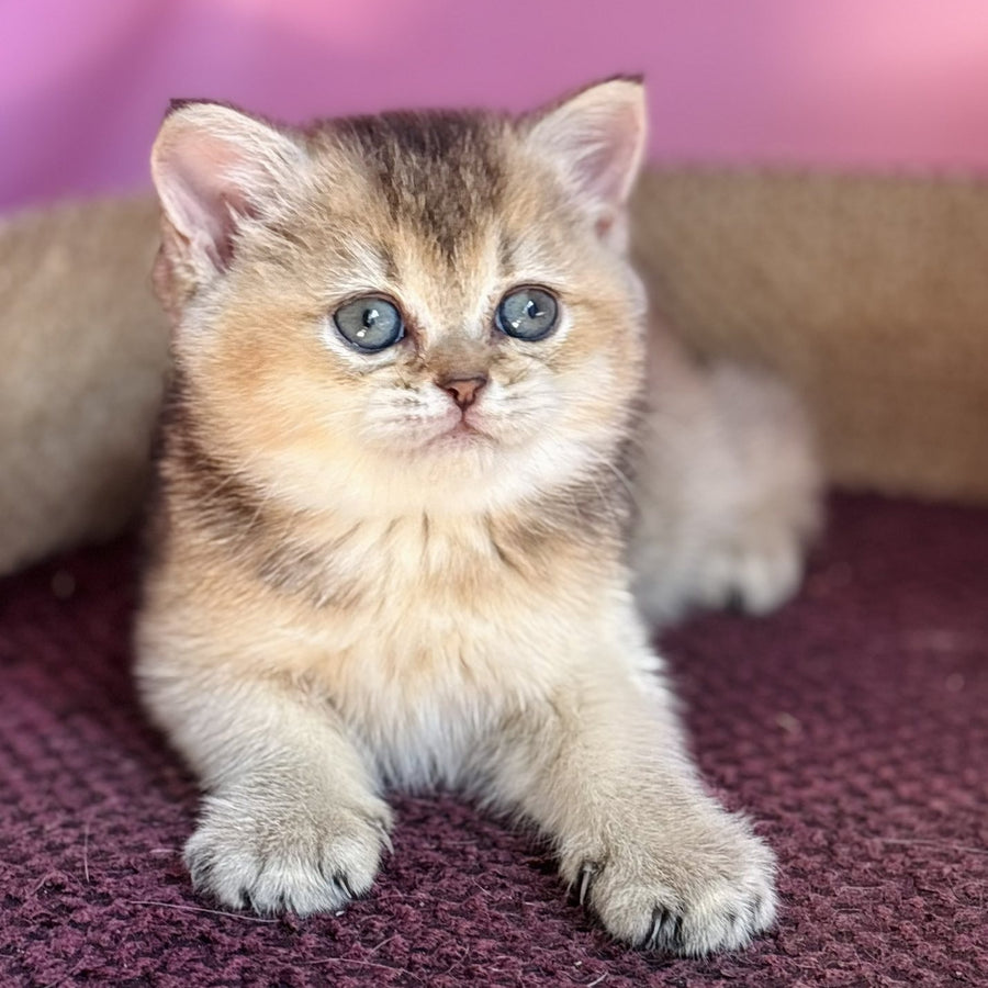 Sisi British Shorthair male, black golden ticked tabby