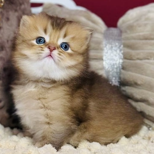 Happy Scottish Straight male, chocolate ticked tabby