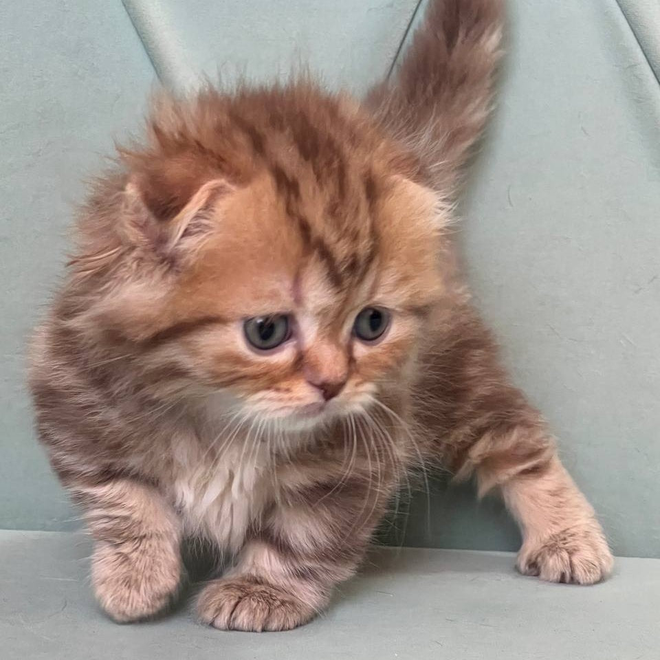 Lika Munchkin female, chocolate tabby