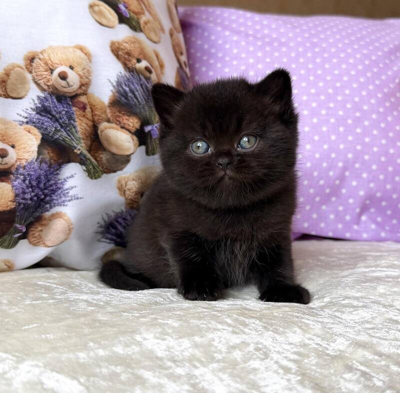 Esmanur British Shorthair female black live animals