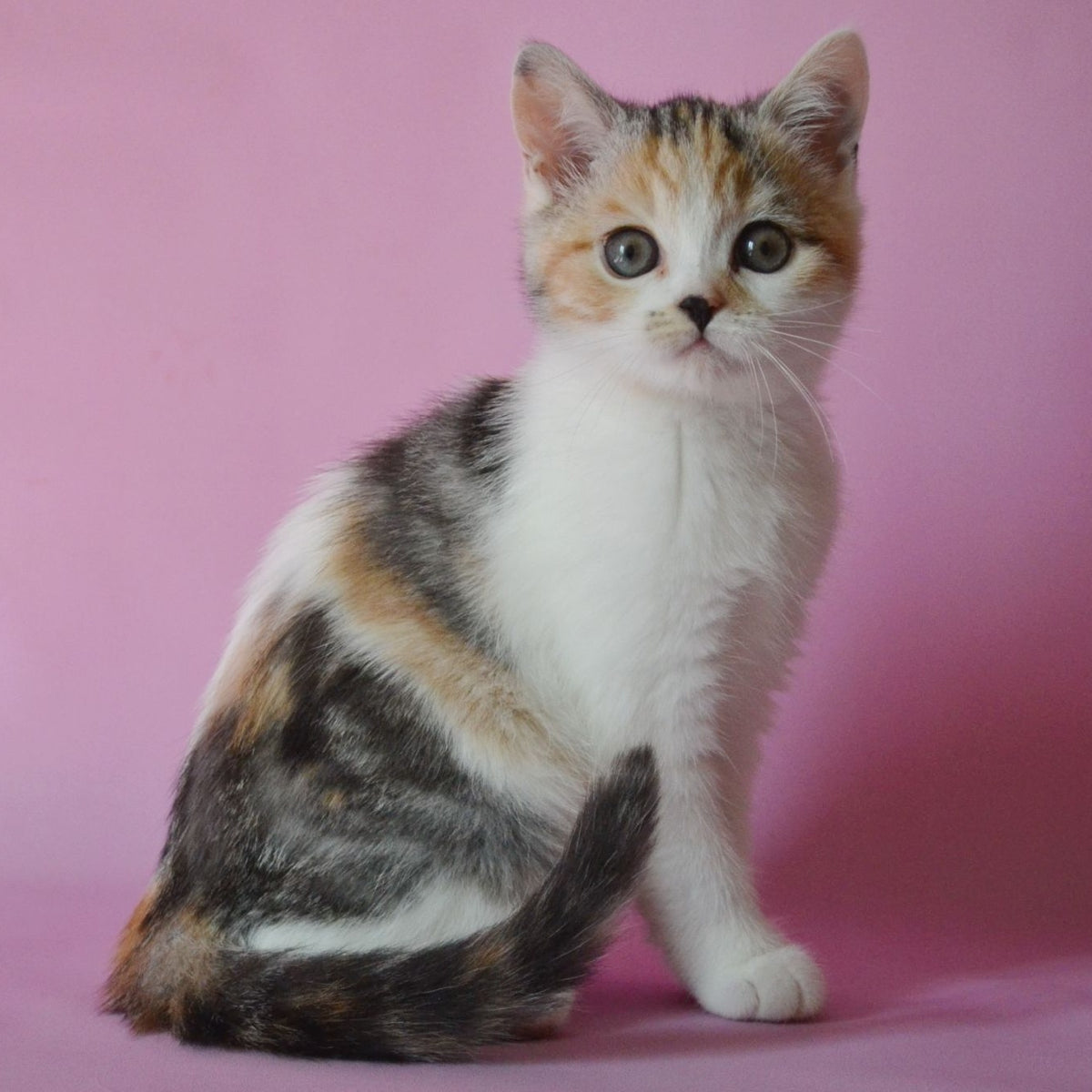 Sandi Scottish Straight female, black tortie silver tabby bicolour