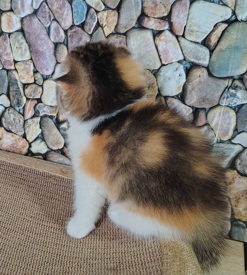 Regina Scottish Fold female black tortie ticked tabby bicolour - live animals
