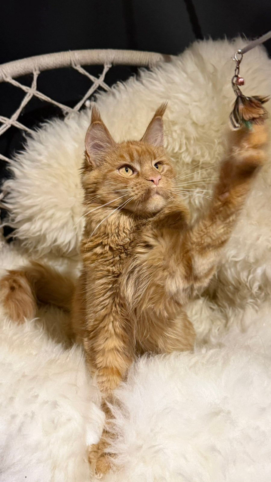 Foxy Maine Coon female, red