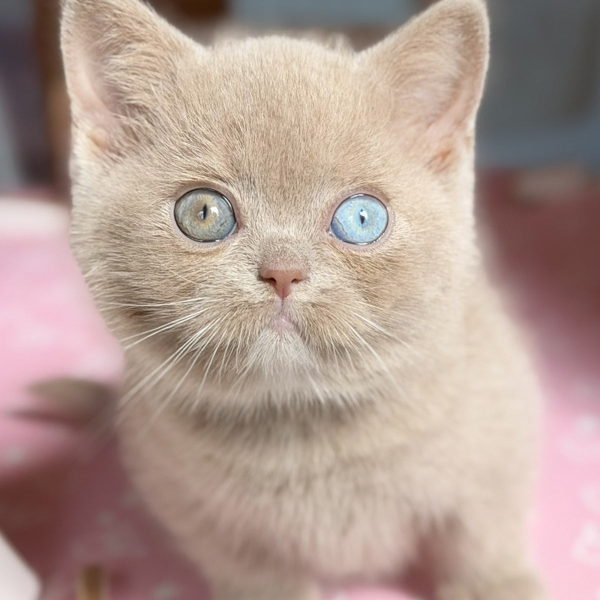 Soleil British Shorthair female, fawn with white