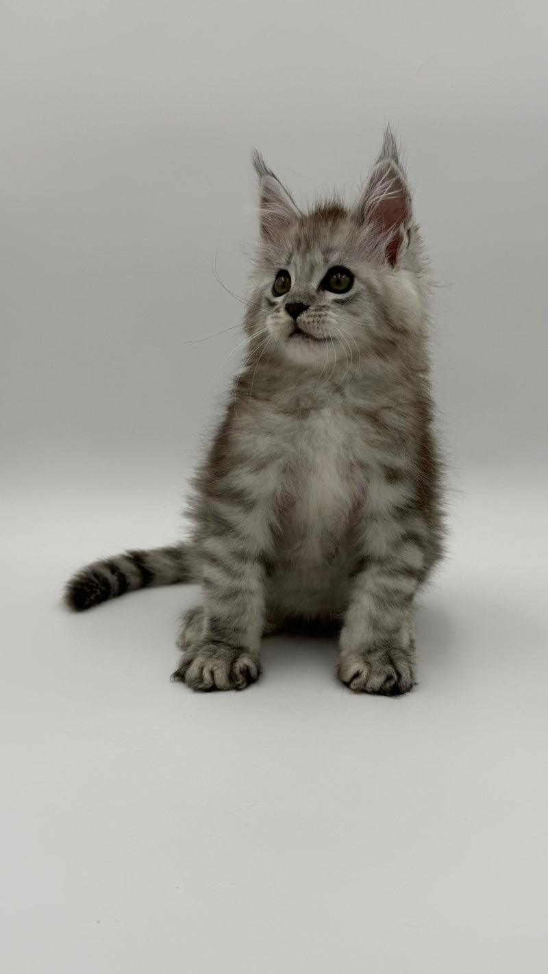 Million Maine Coon male, black silver spotted tabby