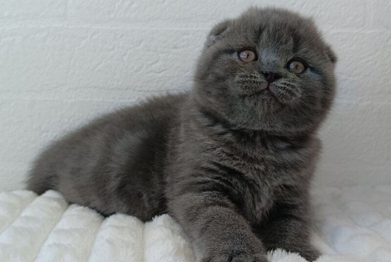 Winnie Scottish Fold female blue - live animals