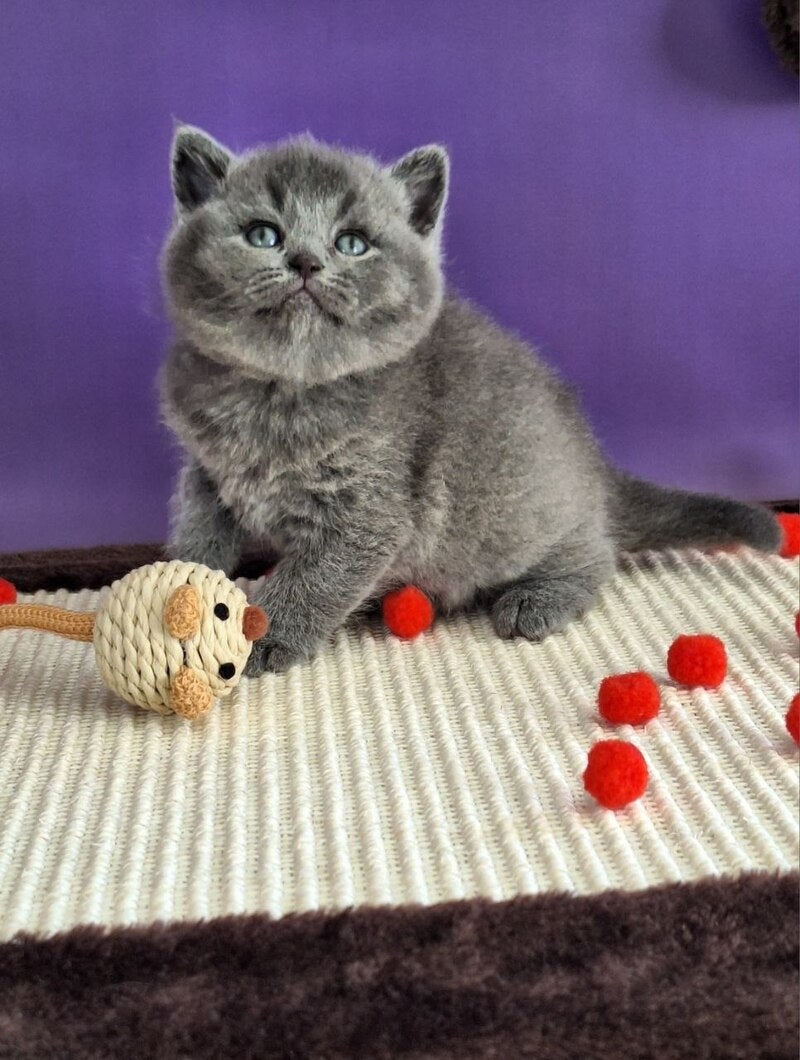Janeta British Shorthair female blue - live animals