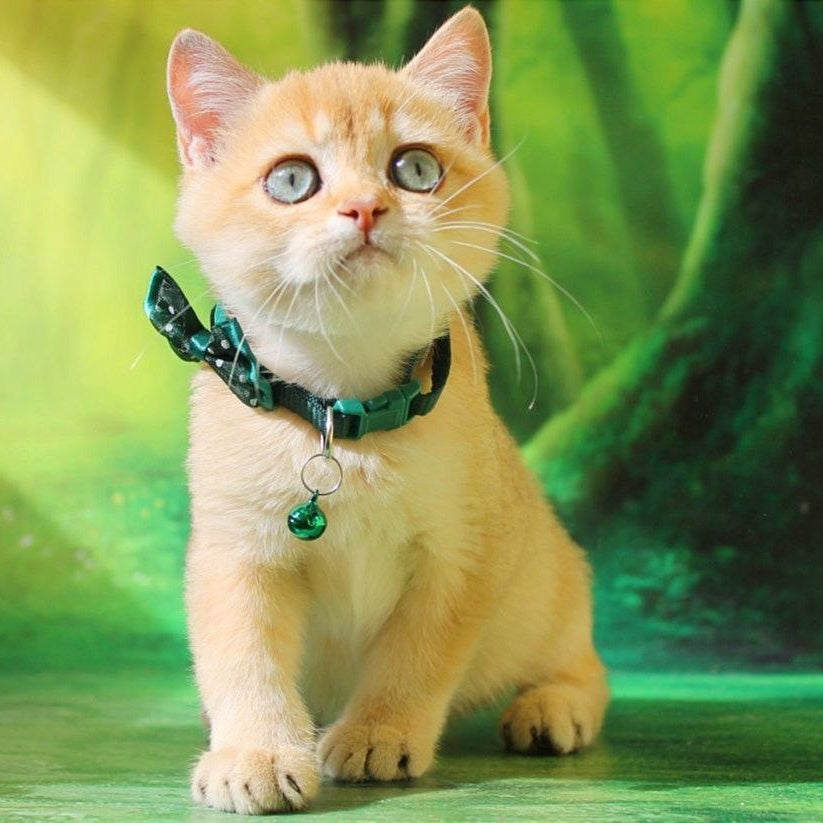 Kay British Shorthair male, chocolate golden shaded
