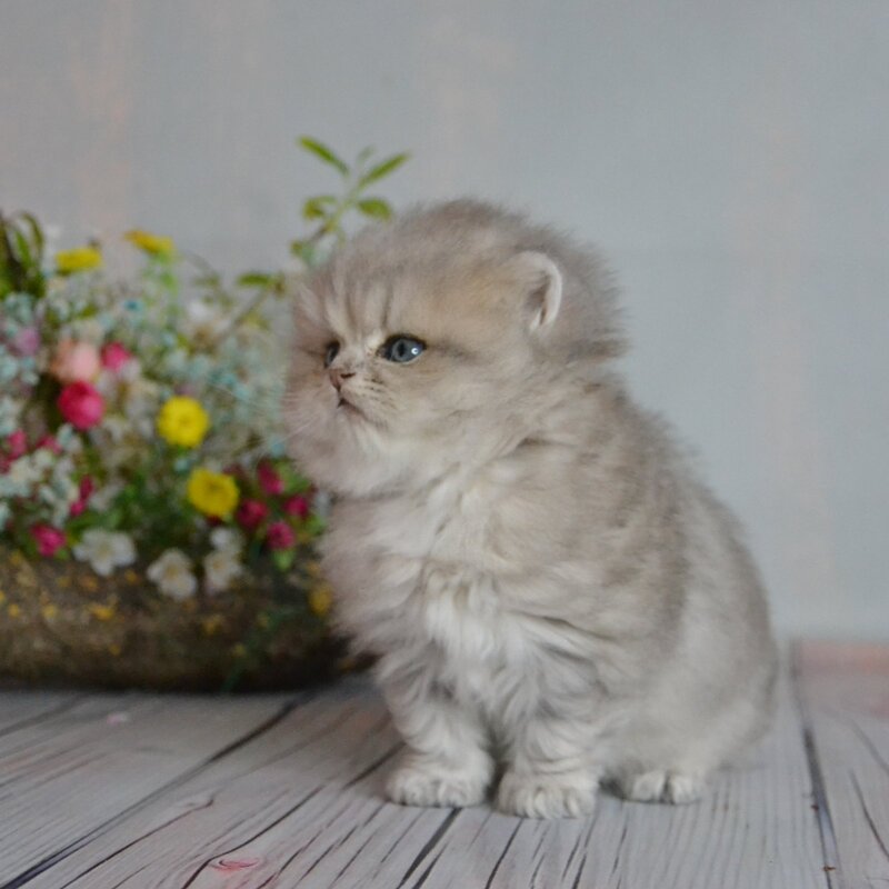 Onyx British Longhair male blue golden ticked tabby - live animals